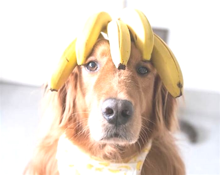 Are bananas good for dogs?