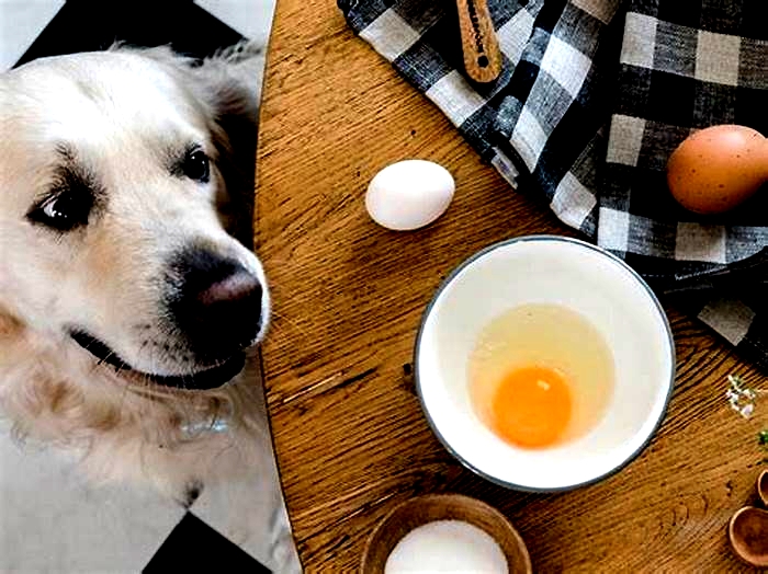 Are eggs bad for dogs?