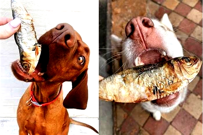 Are sardines good for dogs