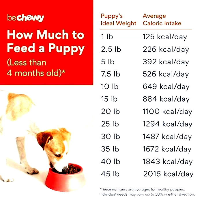 Can 3 week old puppies eat wet food?