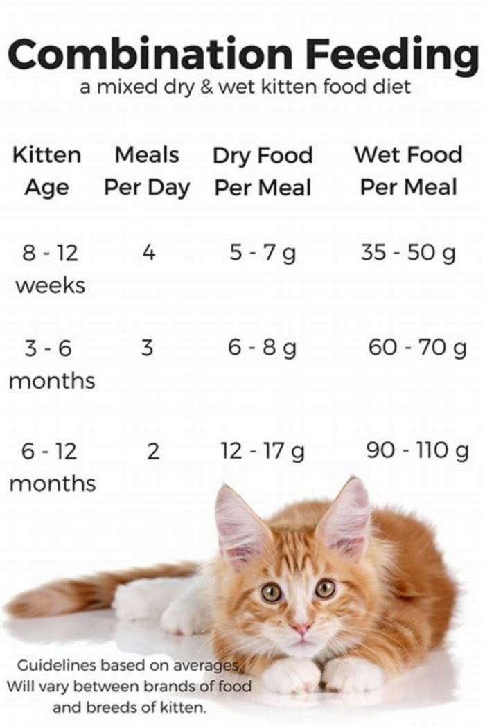 Can 4 week old kittens eat dry food