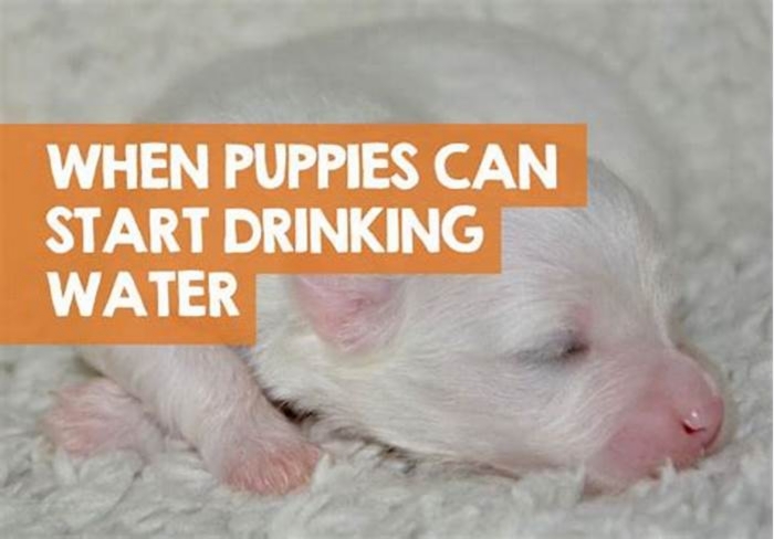 Can 4 week old puppies drink water