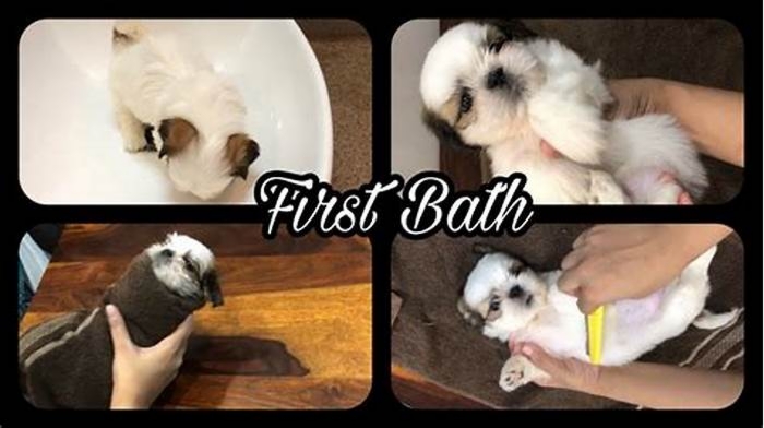 Can I bathe a 4 week old puppy?