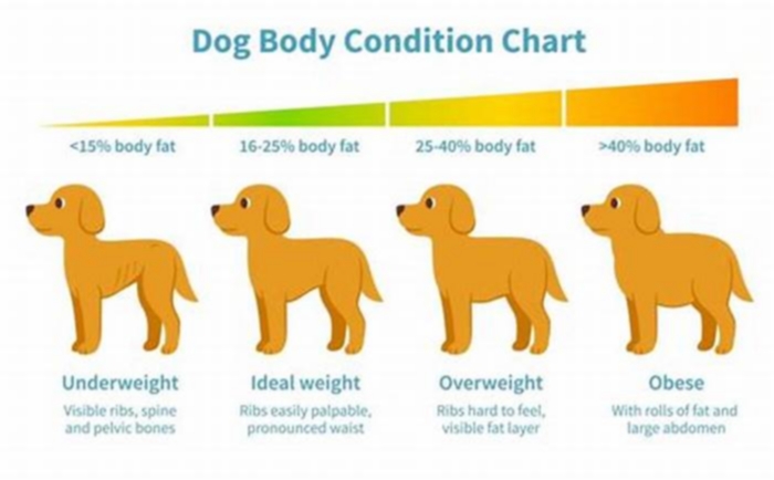 Can I fast my dog for weight loss