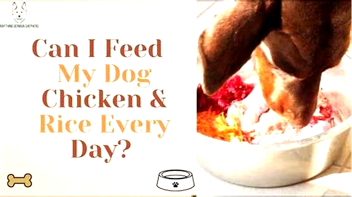 Can I feed my dog cooked rice everyday?