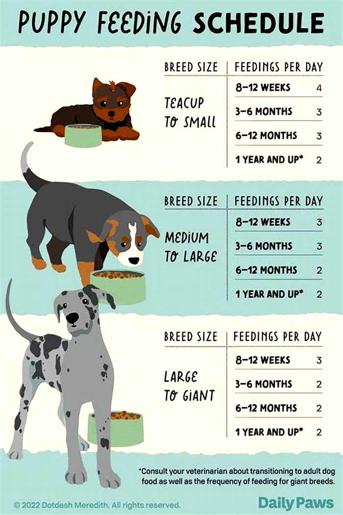 Can I feed my dog every 7 hours?