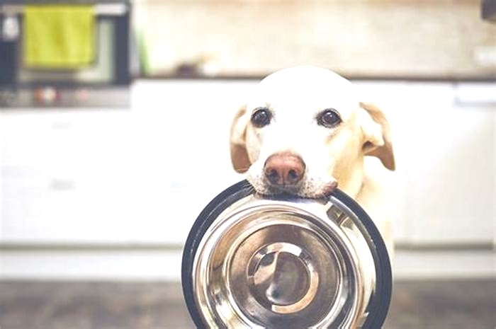 Can I feed my dog once a day at night?