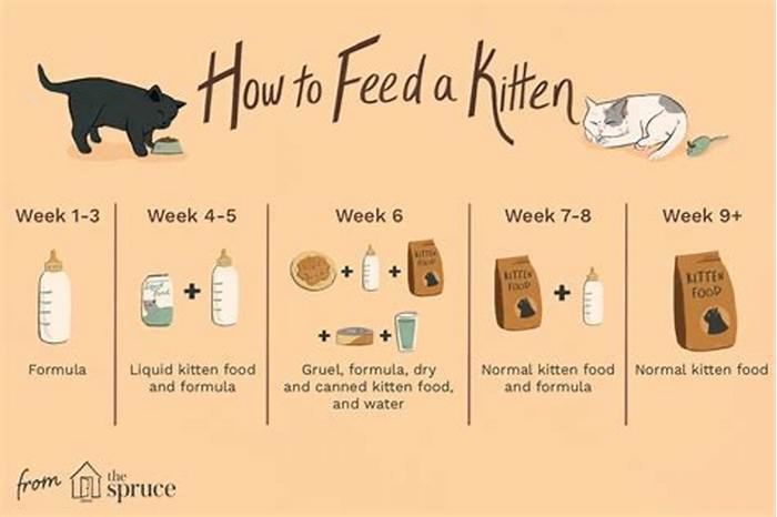 Can I feed my kitten 3 times a day