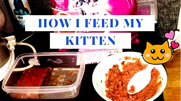 Can I feed my kitten Whiskas everyday?