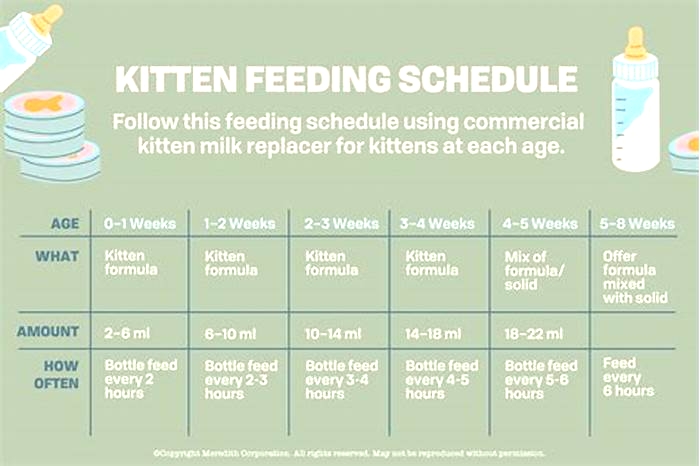 Can I feed my kitten every 2 hours?