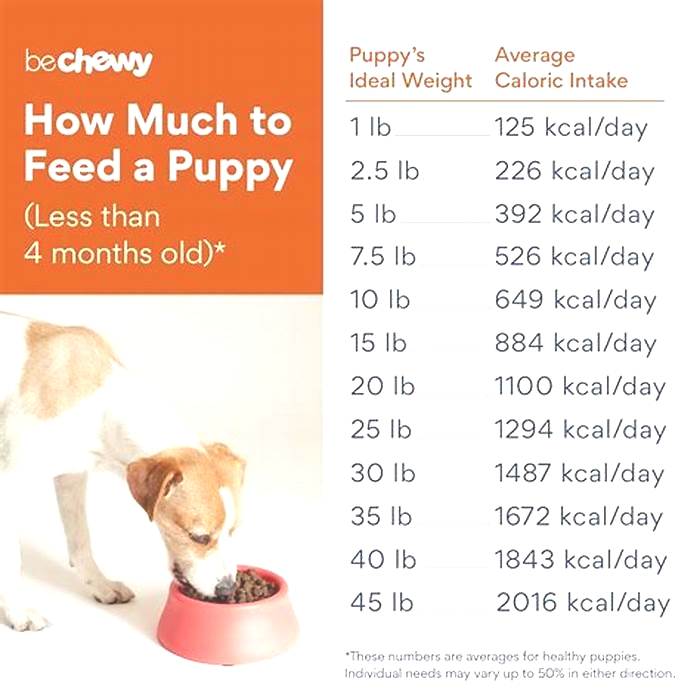 Can I feed my puppy dry food only?