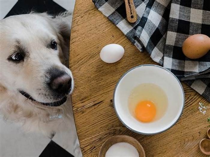 Can I give my dog an egg a day?