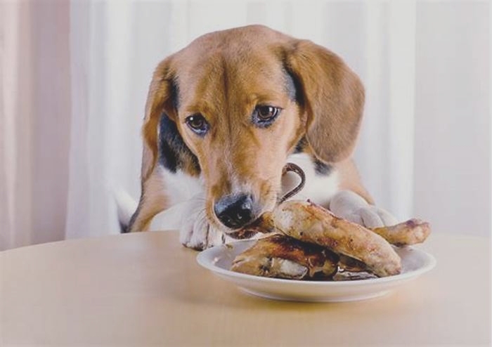 Can I give my dog boiled chicken every day?