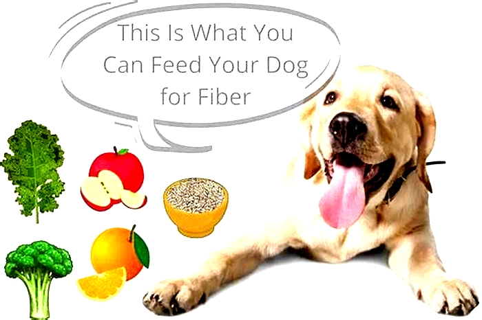 Can I give my dog fiber everyday?