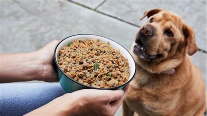 Can I mix dog food with chicken and rice?