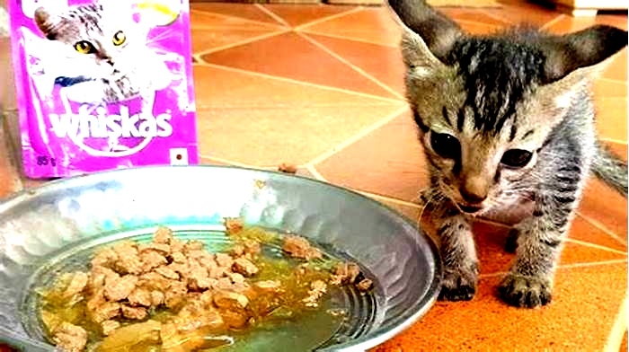 Can a 2 month old kitten eat Whiskas?