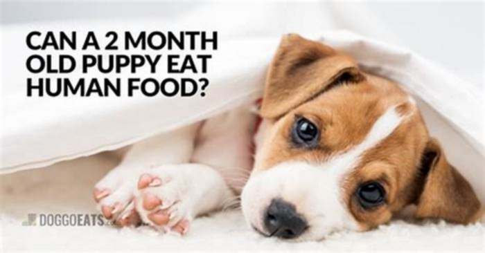 Can a 2 month old puppy eat human food?