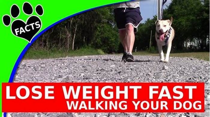 Can a dog lose weight by walking