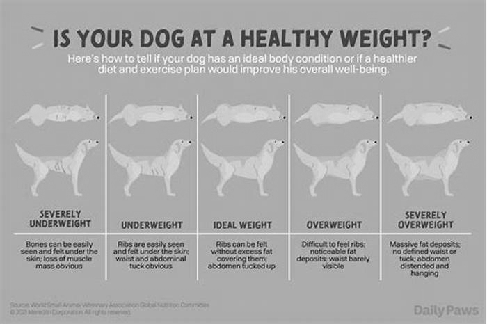 Can a dog lose weight in 4 days