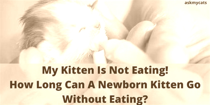 Can a kitten go 8 hours without eating