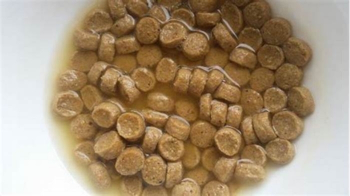 Can adding water to kibble cause bloat?