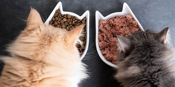 Can cats eat wet and dry food at the same time?