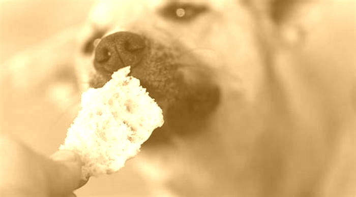 Can dogs eat bread?