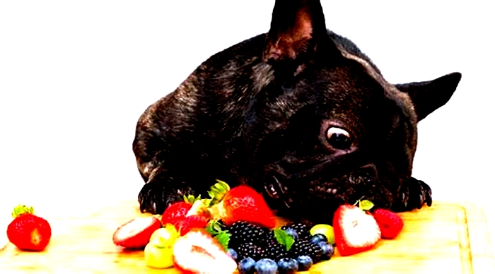 Can dogs have fruit every day