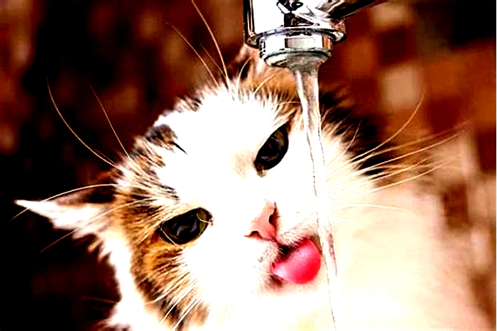 Can kittens drink tap water?