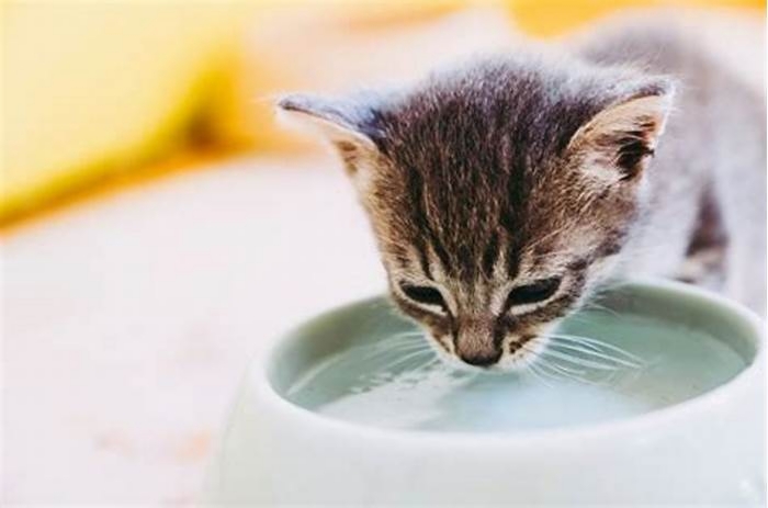 Can kittens drink water at 2 weeks