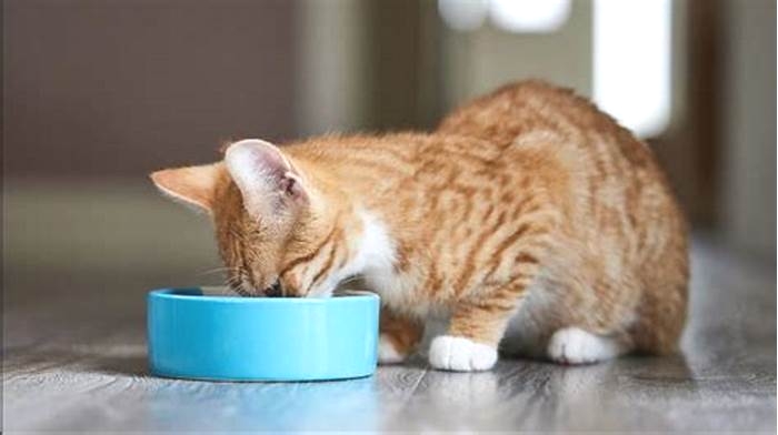 Can kittens eat cold wet food?
