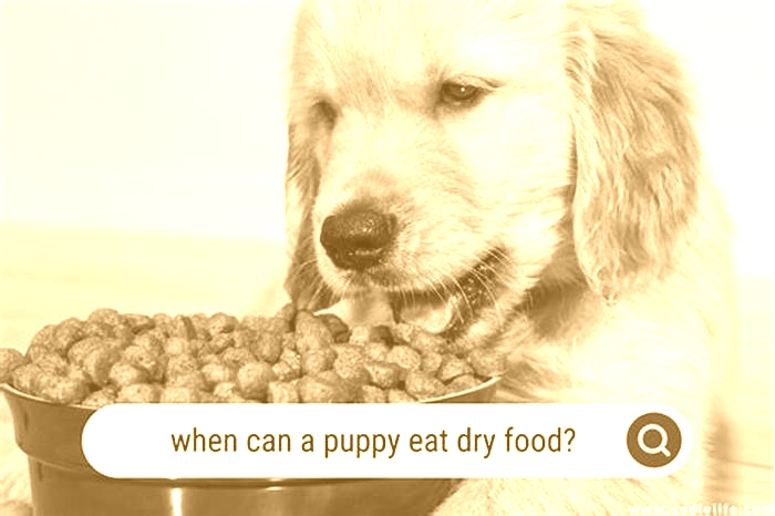 Can puppies eat dry food only