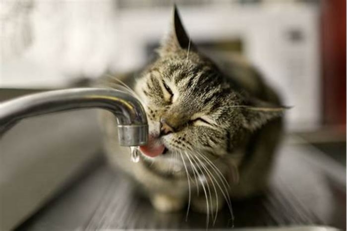 Can tap water cause crystals in cats?