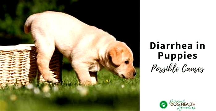 Can too much fiber cause diarrhea in puppies?