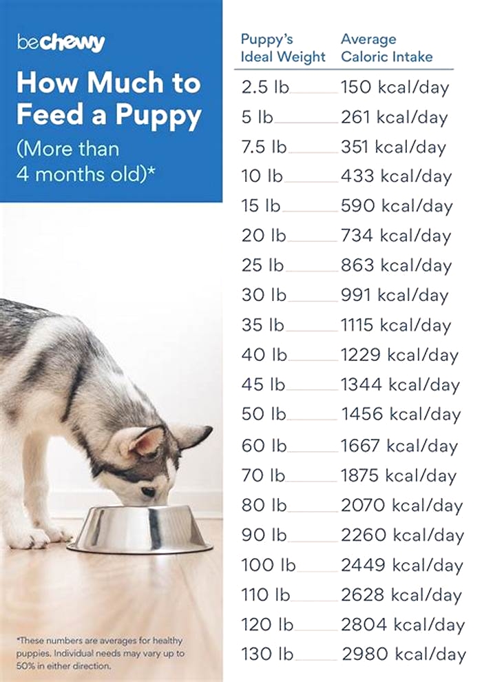 Can you overfeed a 3 month old puppy