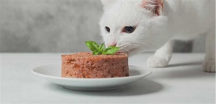 Do cats prefer cold or warm wet food