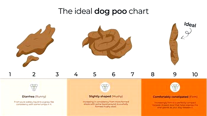 Do dogs poop less on wet food?