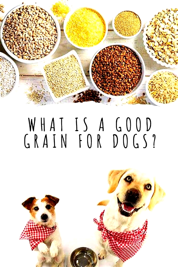 Do dogs really need grains?