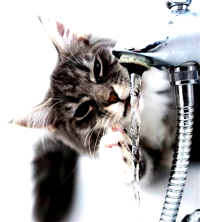 Do kittens need filtered water