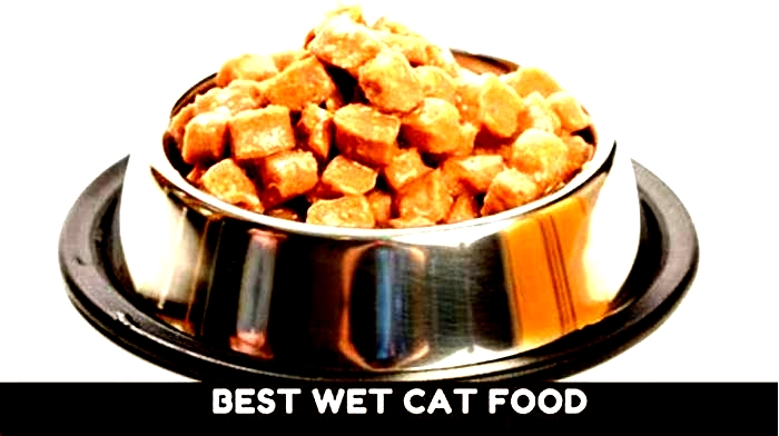 Do kittens need special kitten wet food?