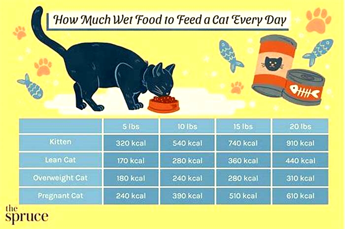 Do kittens need wet food everyday?