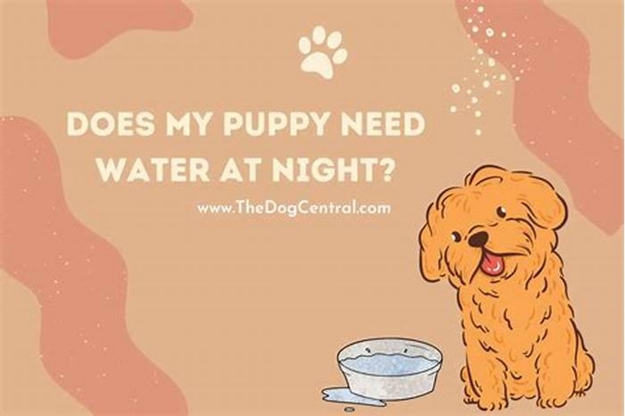 Do puppies need water at night?