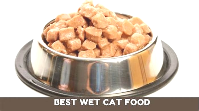 Do vets recommend wet cat food?