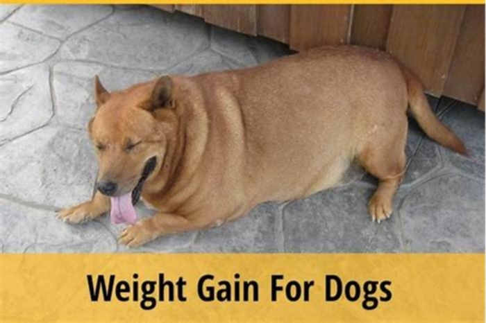 How can I get my dog to gain weight