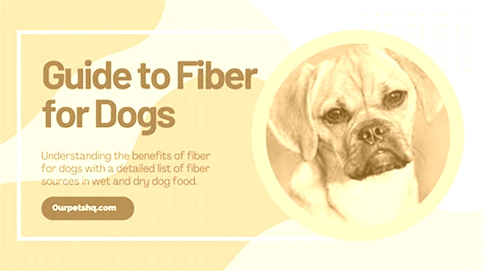 How do I know if my dog needs more fiber?