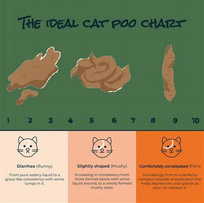 How do I know if my kittens poop is healthy?