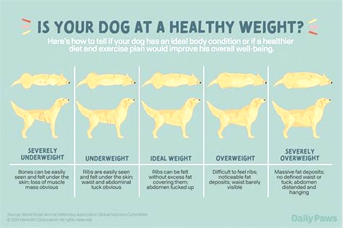 How do I reduce my dog s weight