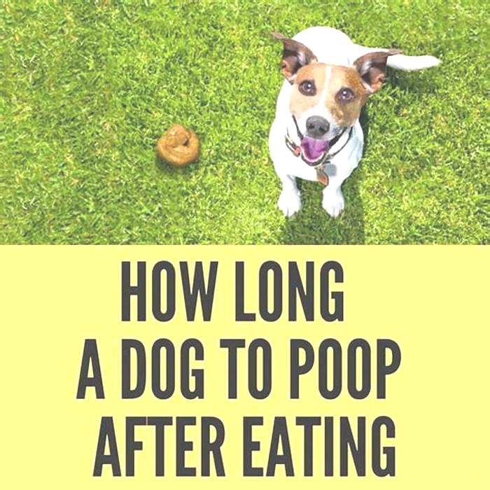 How long after eating do dogs poop