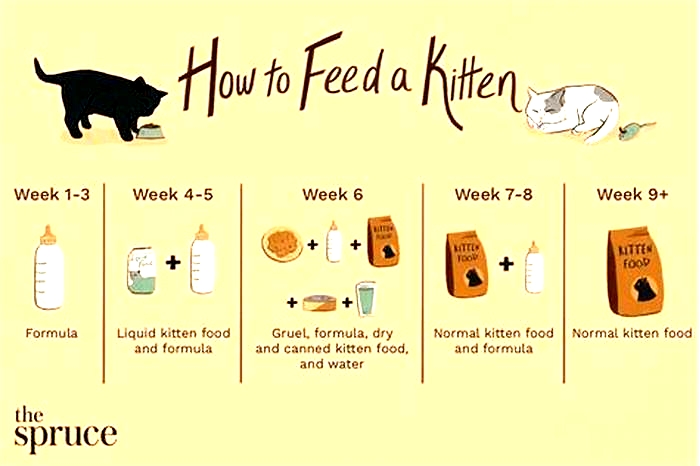 How long do kittens need wet food