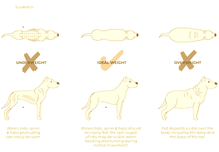 How long does it take for a dog to lose 1kg